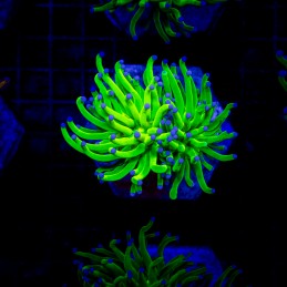 H-4035 - Euphyllia glabrescens