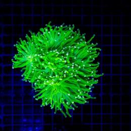 H-4036 - Euphyllia glabrescens