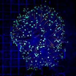 H-4037 - Euphyllia glabrescens