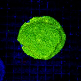 H-8720 - Cyphastrea sp.