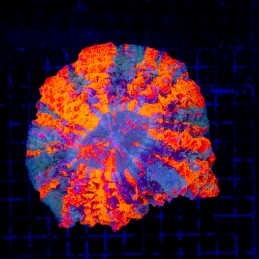 H-7401 - Acanthophyllia