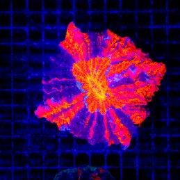 H-7403 - Acanthophyllia