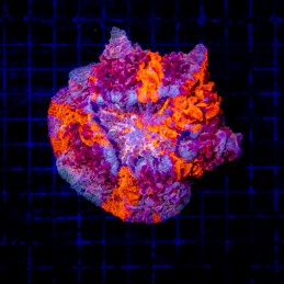 H-7405 - Acanthophyllia
