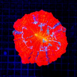 H-7406 - Acanthophyllia