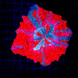 H-7407 - Acanthophyllia