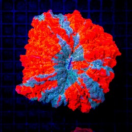 H-7409 - Acanthophyllia