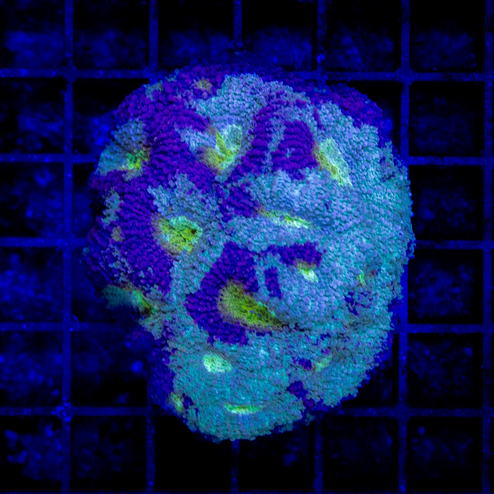 H-7301 - Acanthastrea