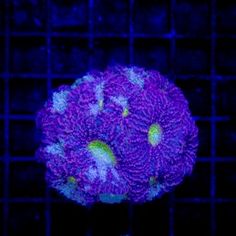 H-7302 - Acanthastrea