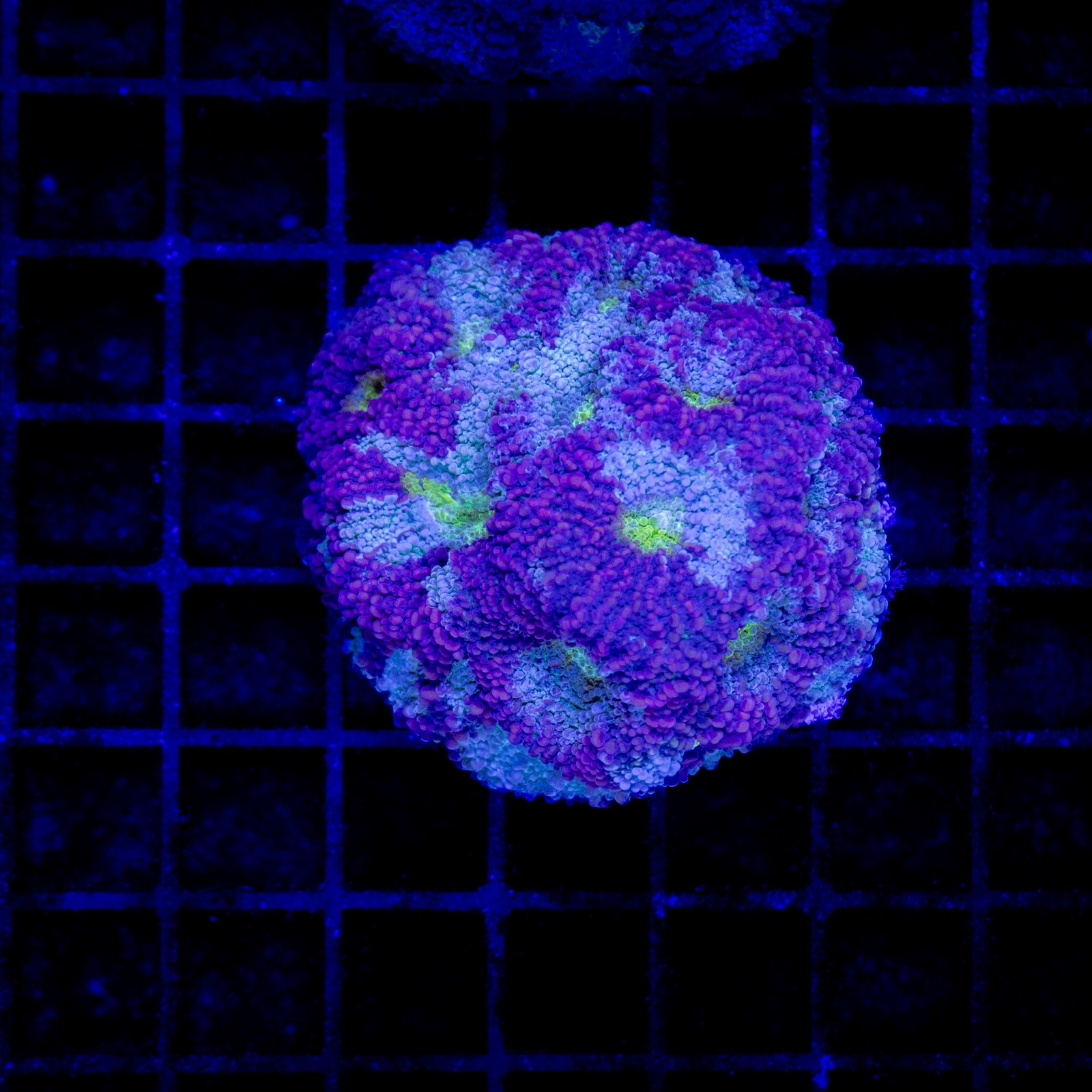 H-7303 - Acanthastrea