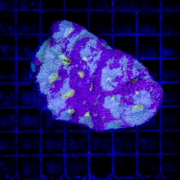 H-7305 - Acanthastrea