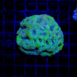 H-7306 - Acanthastrea