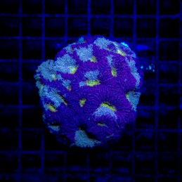 H-7307 - Acanthastrea