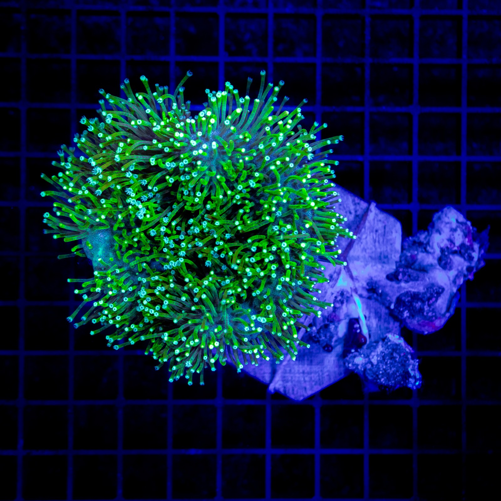 H-9601 - Sarcophyton sp.