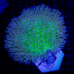 H-9602 - Sarcophyton sp.