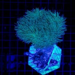 H-9603 - Sarcophyton sp.