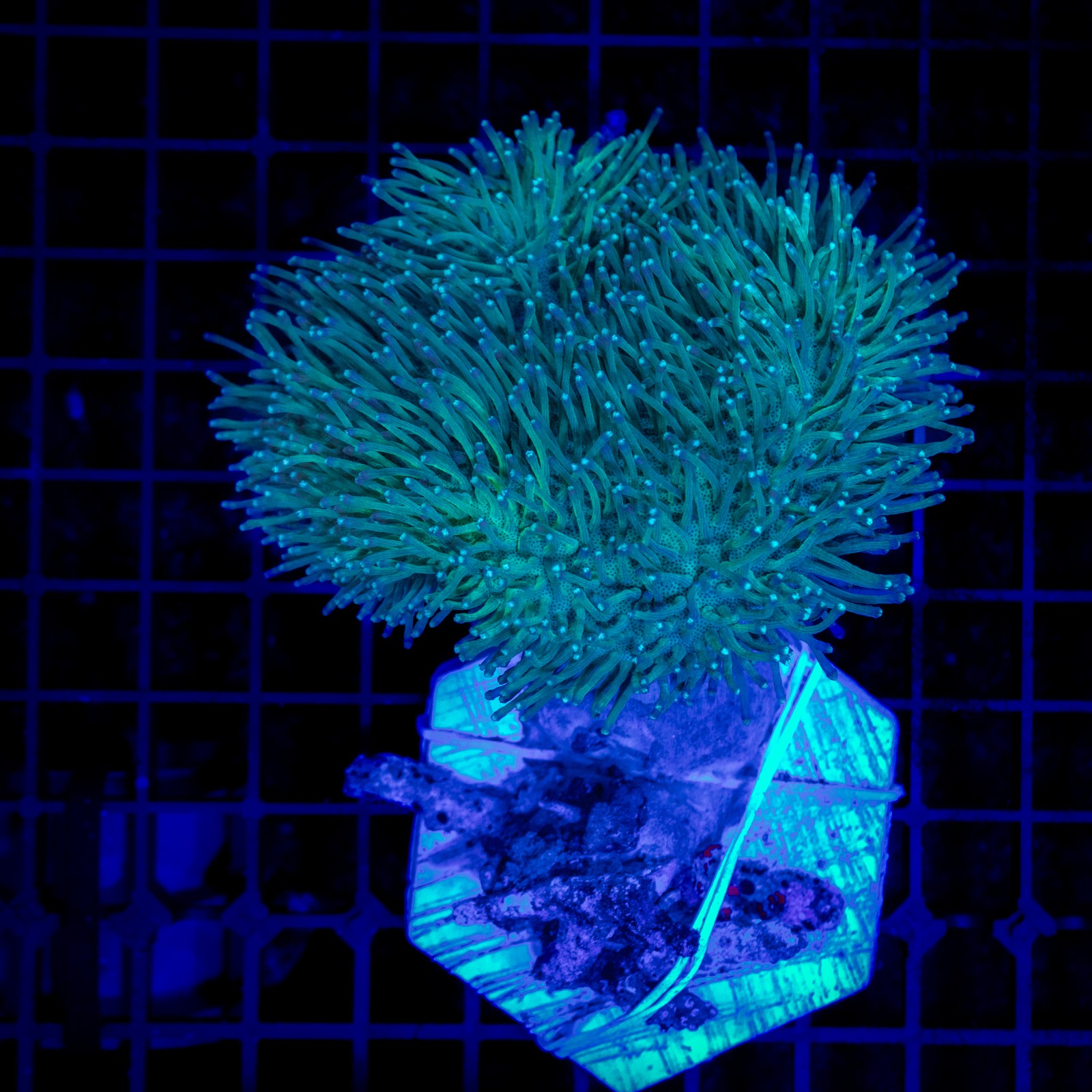 H-9603 - Sarcophyton sp.