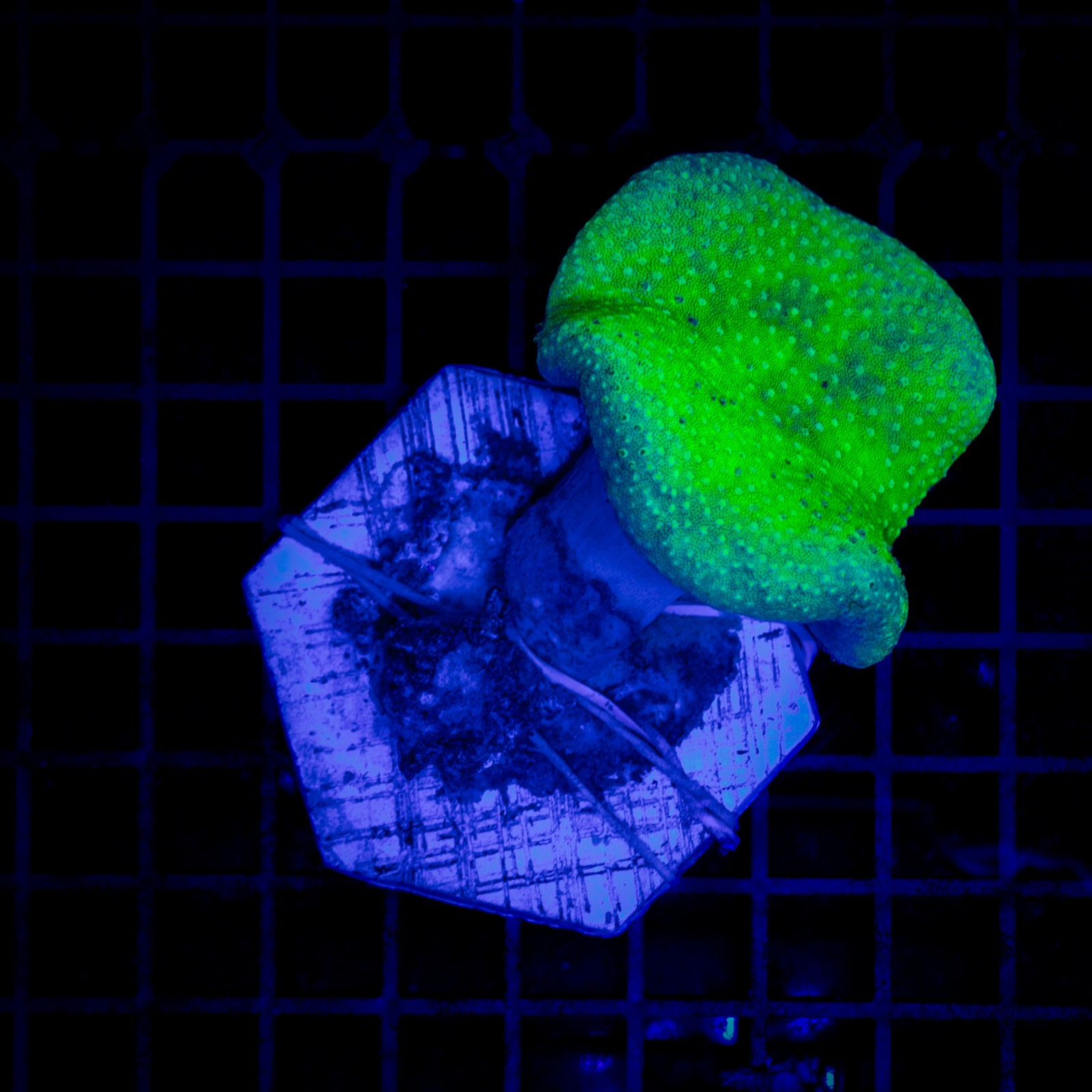 H-9604 - Sarcophyton sp.