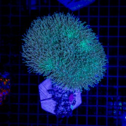 H-9605 - Sarcophyton sp.