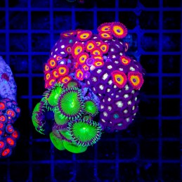 H-9302 - Zoanthus spp