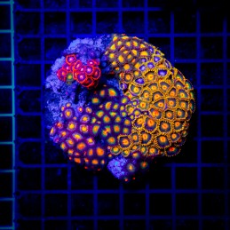 H-9305 - Zoanthus spp