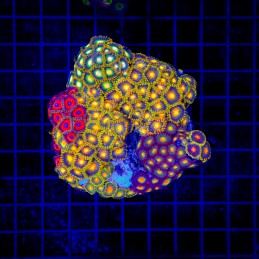 H-9306 - Zoanthus spp