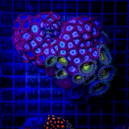 H-9308 - Zoanthus spp