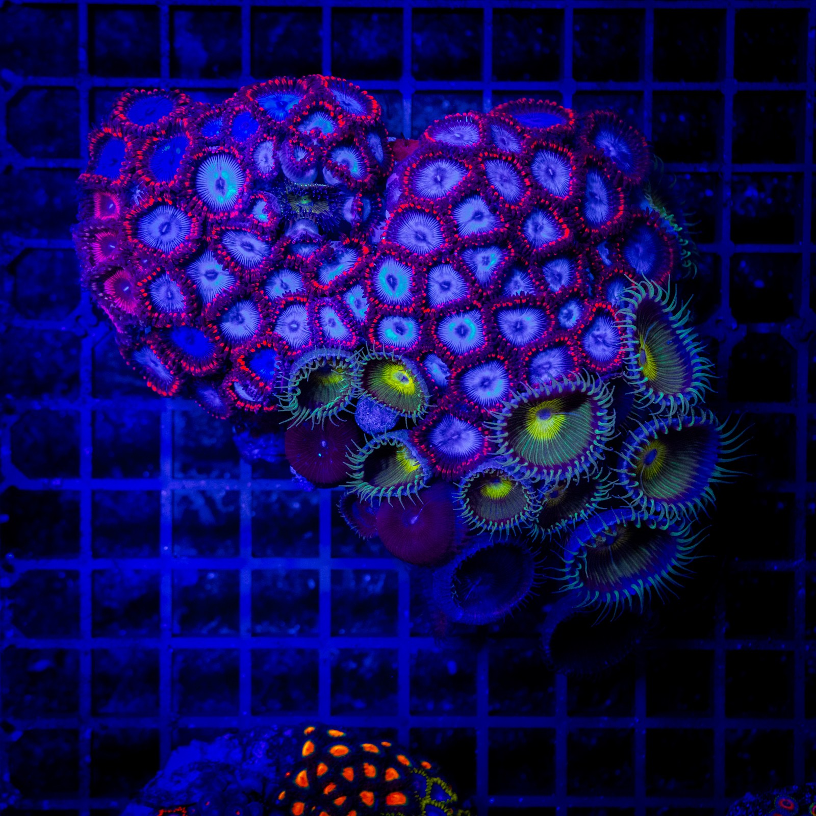 H-9308 - Zoanthus spp