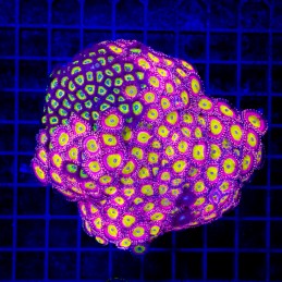 H-9311 - Zoanthus spp