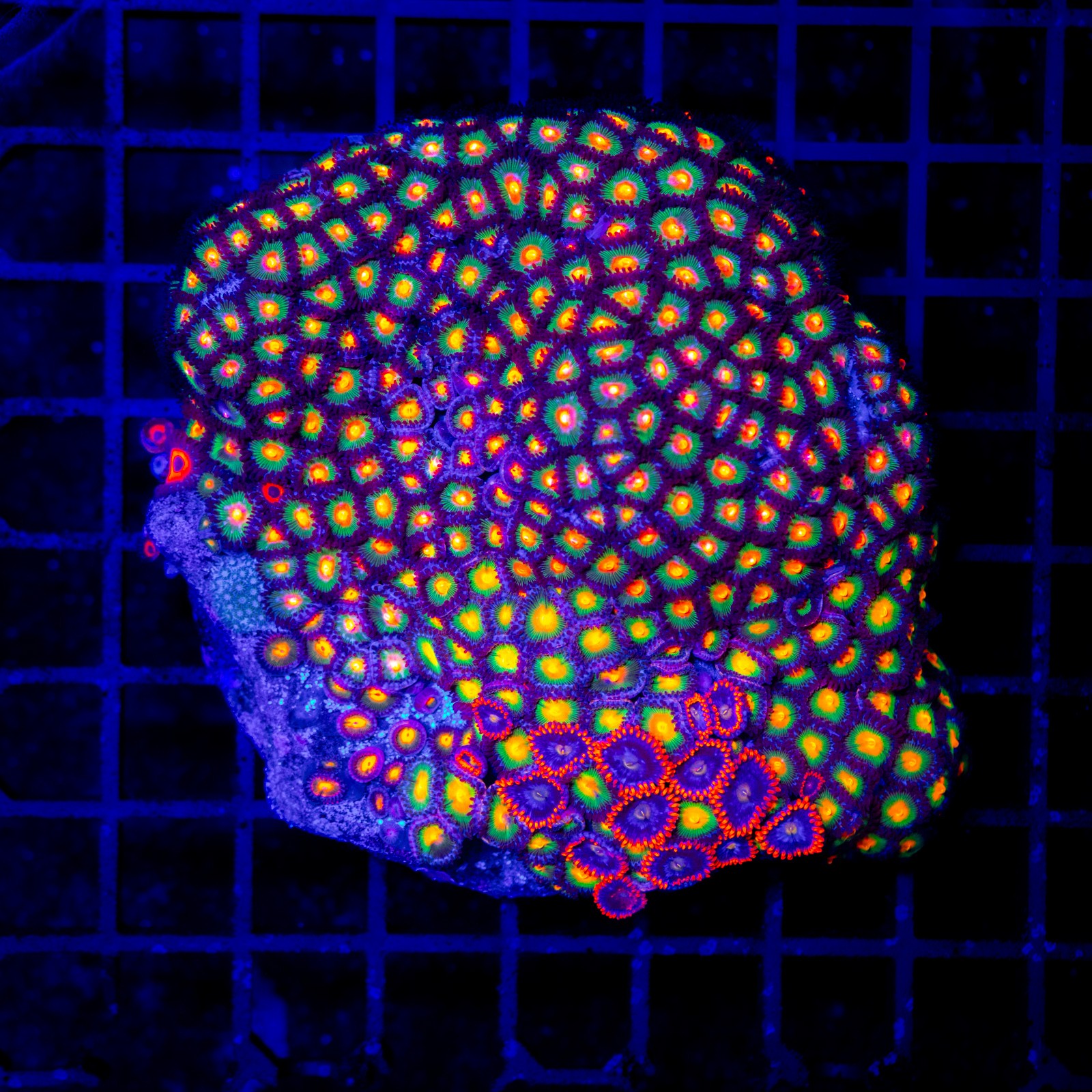 H-9312 - Zoanthus spp