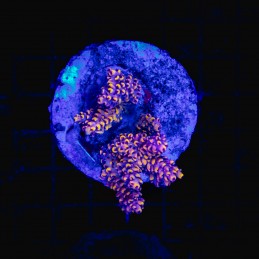 H-1004 - Acropora