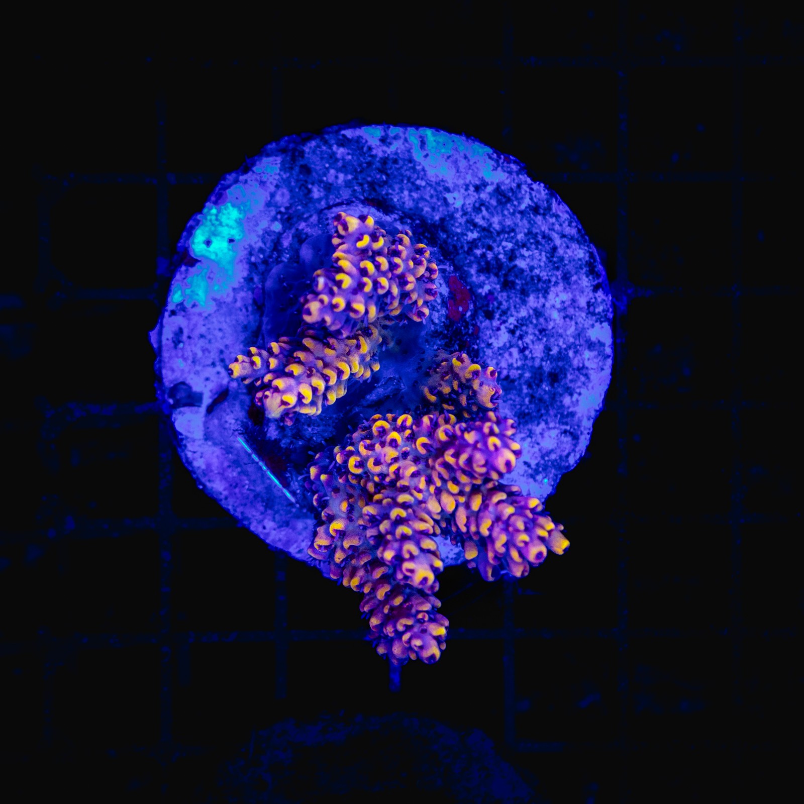 H-1004 - Acropora