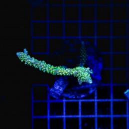 H-1005 - Acropora