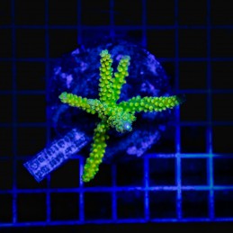 H-1007 - Acropora