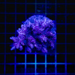 H-1008 - Acropora