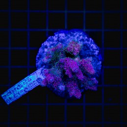 H-1009 - Acropora