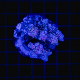 H-1010 - Acropora