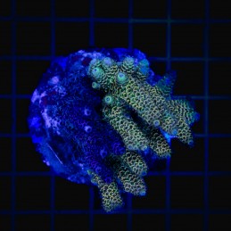 H-1011 - Acropora