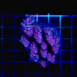 H-1012 - Acropora