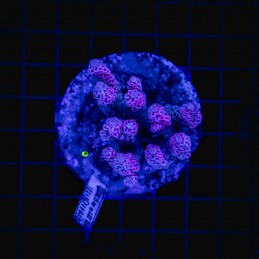 H-1013 - Acropora