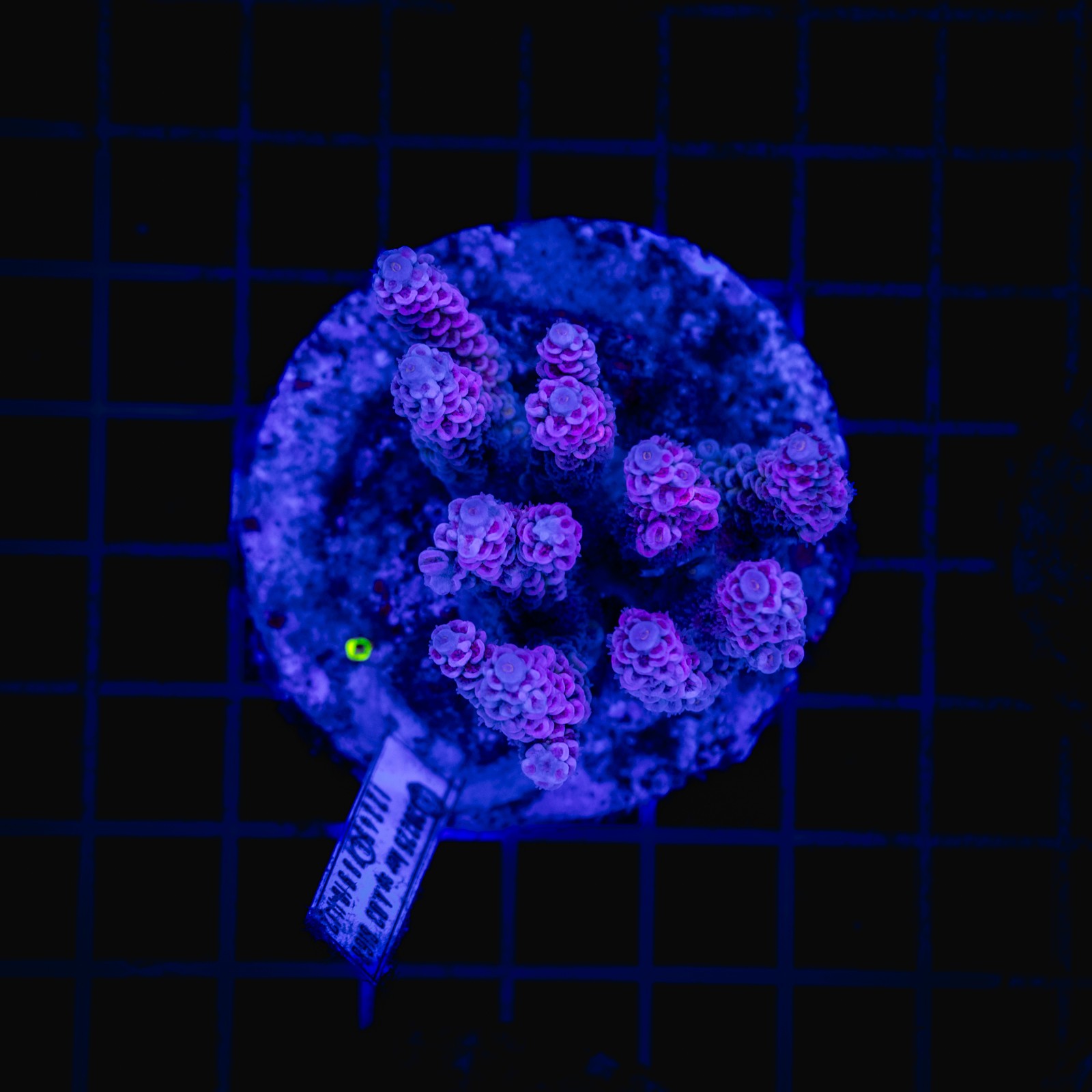 H-1013 - Acropora