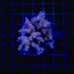 H-1014 - Acropora