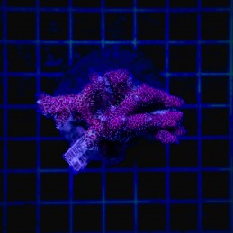 H-1015 - Acropora