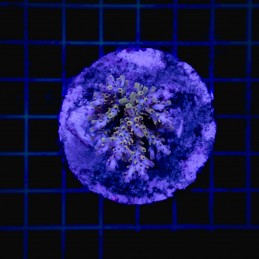 H-1016 - Acropora