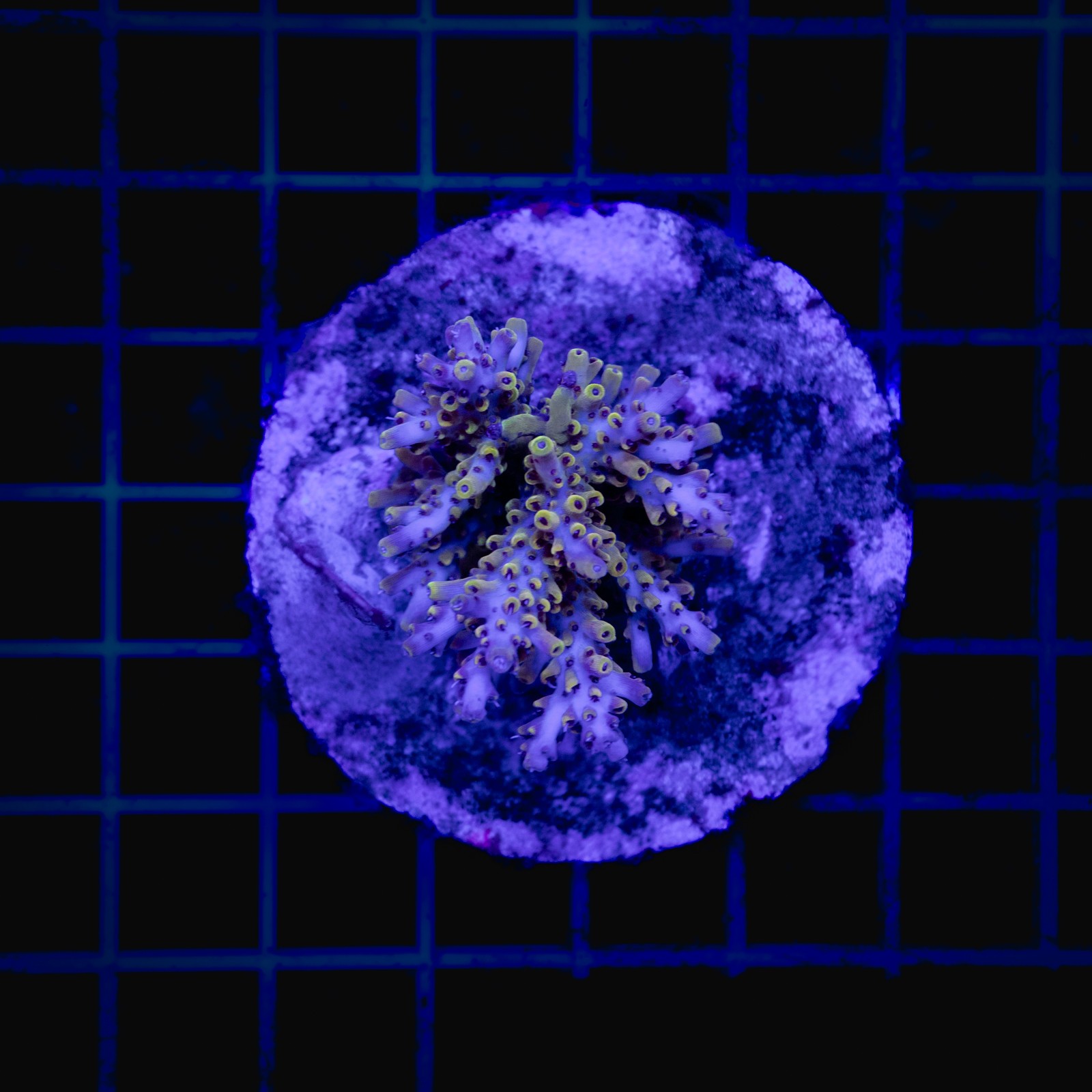 H-1016 - Acropora