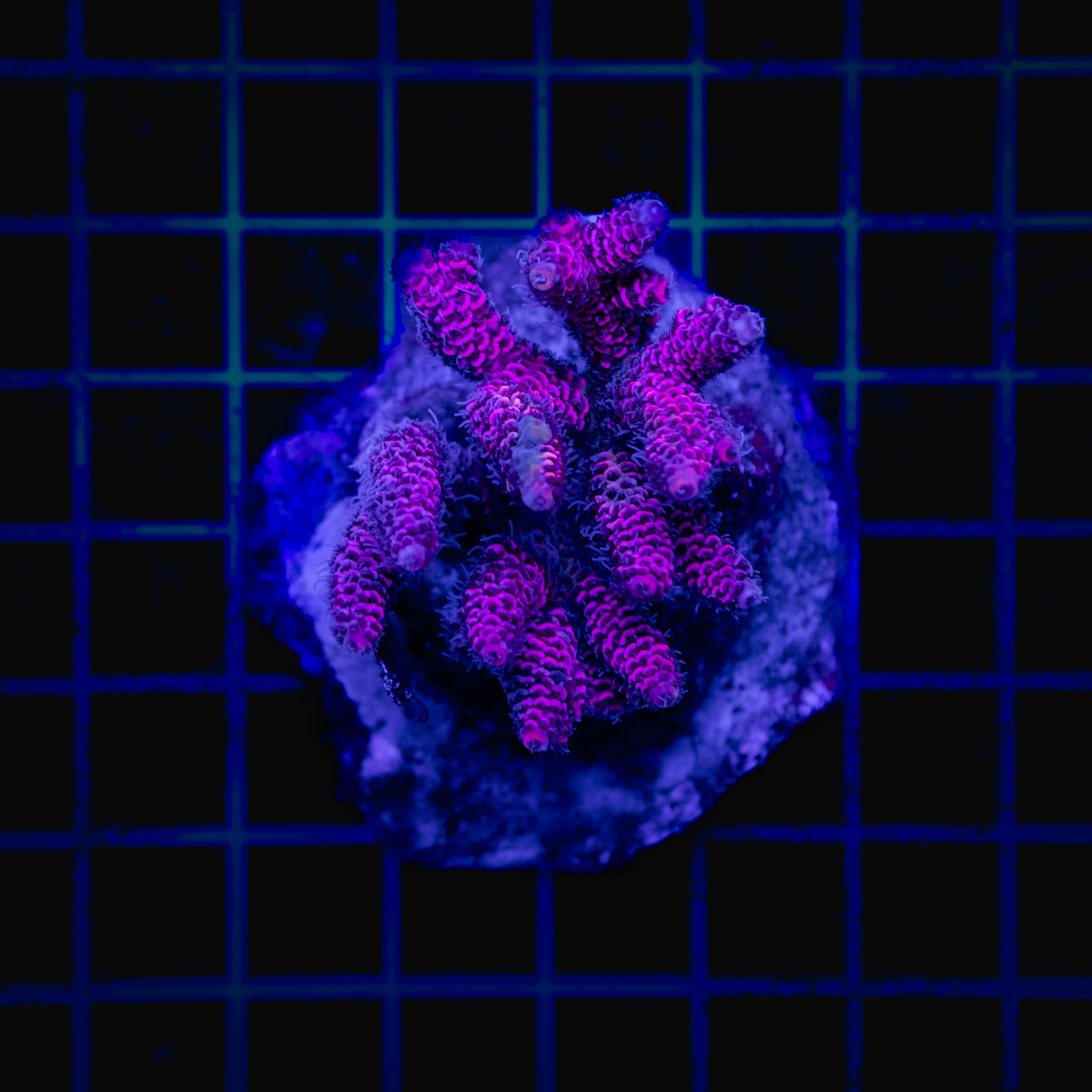 H-1017 - Acropora
