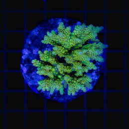 H-1018 - Acropora