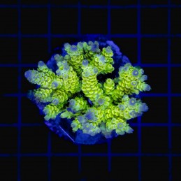 H-1019 - Acropora