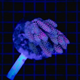 H-1020 - Acropora