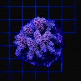 H-1002 - Acropora