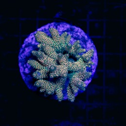 H-1003 - Acropora
